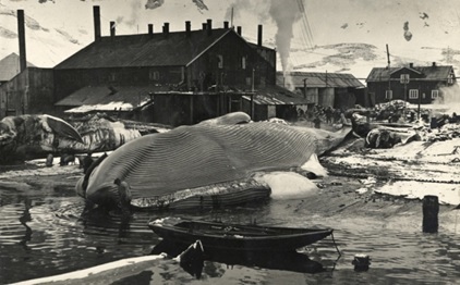 Banginis Grytvikeno stotyje